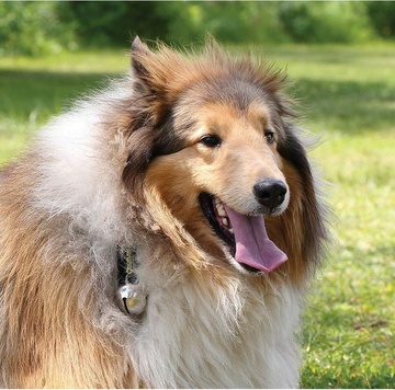 coghlan-s-rolnicka-na-medvedy-s-karabinou-bear-bell (2)